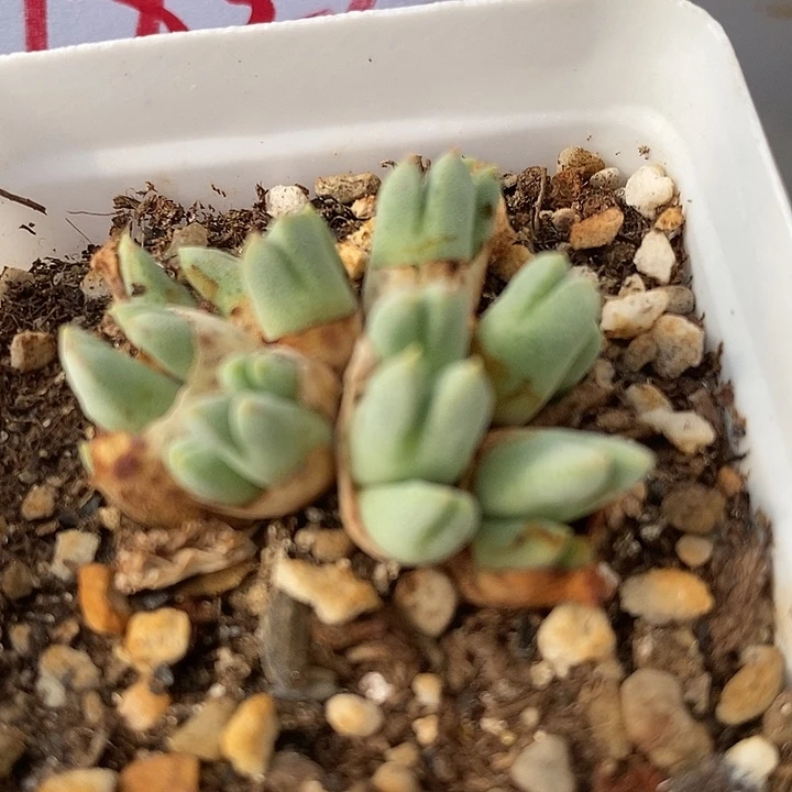 1826猪蹄一群985一群