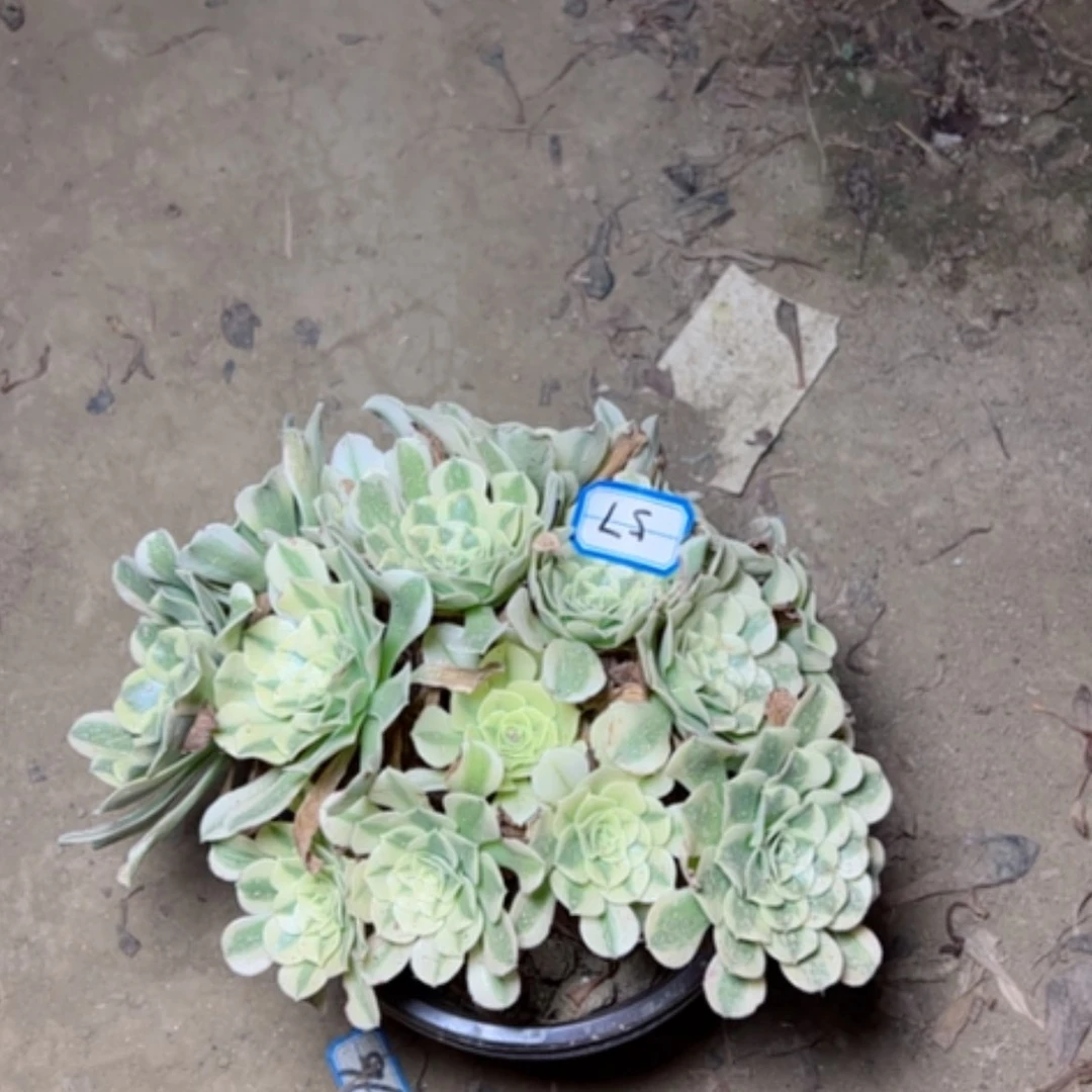 【闪购商品】静*加欧家丽57