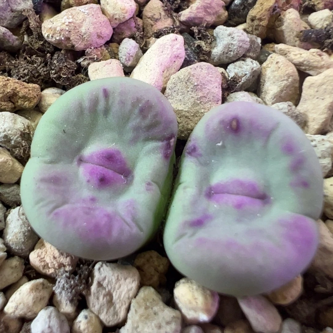 se杂交0094 肉锥植物