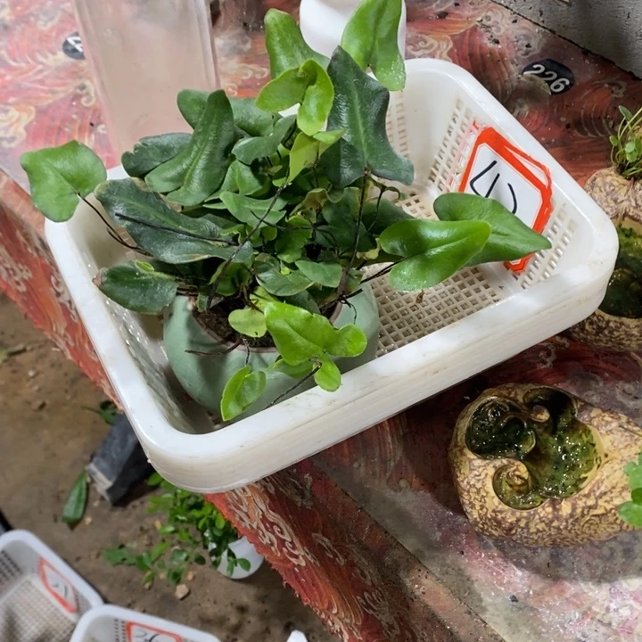 刁****无花朵退款拉黑拉黑42