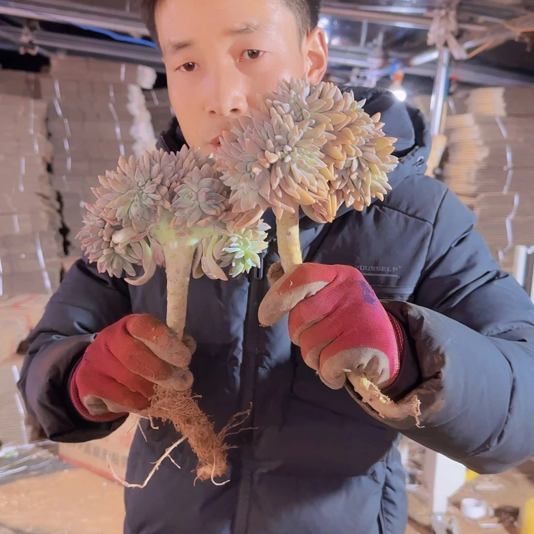 淡雪缀化多肉2颗