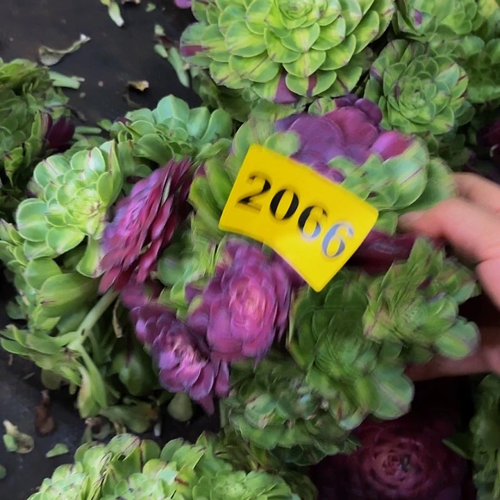 多肉植物知否2066