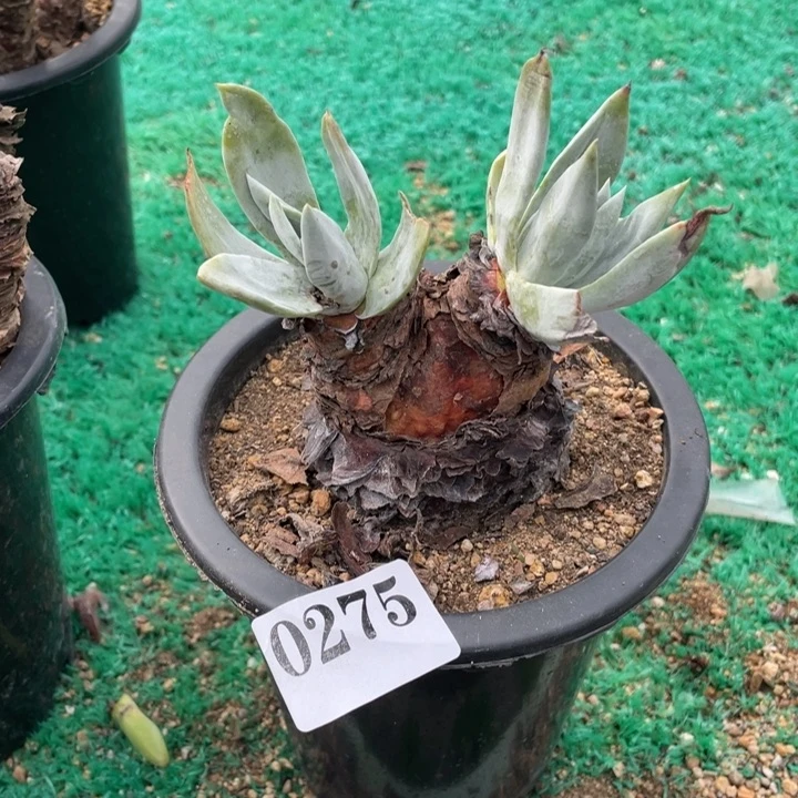 275号帕脆沙多肉植物