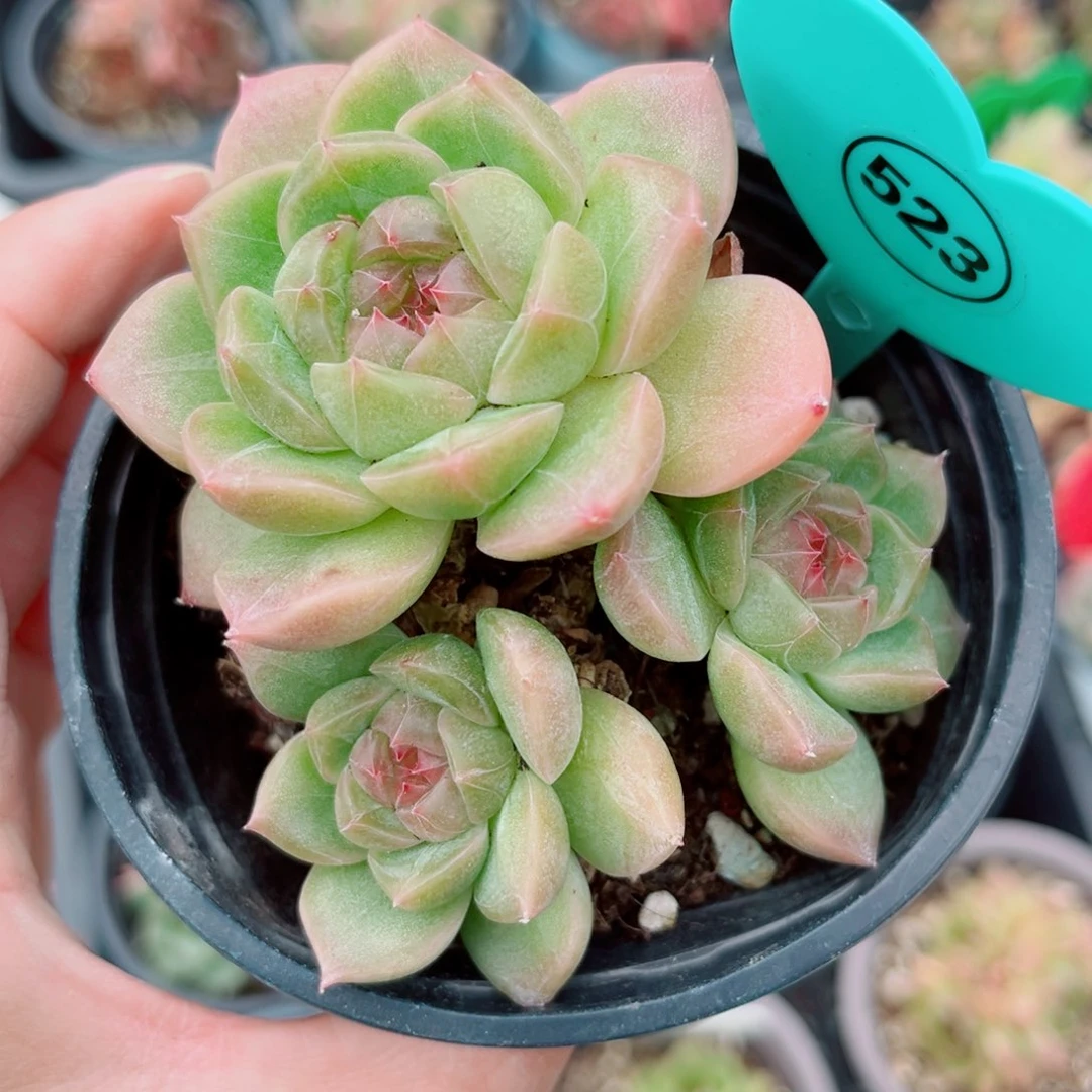 523号小老桩珍妮群