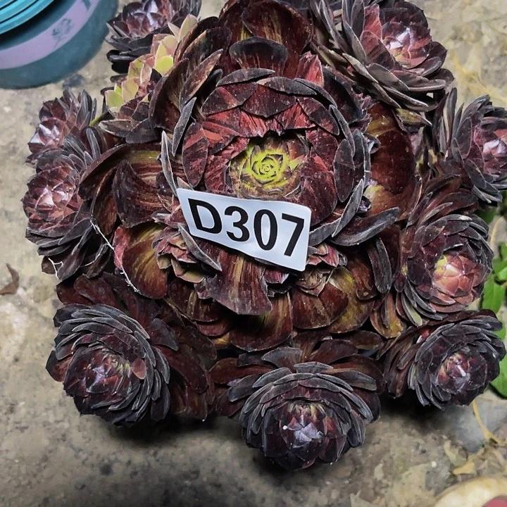 黑罗刹法师32//-47包邮