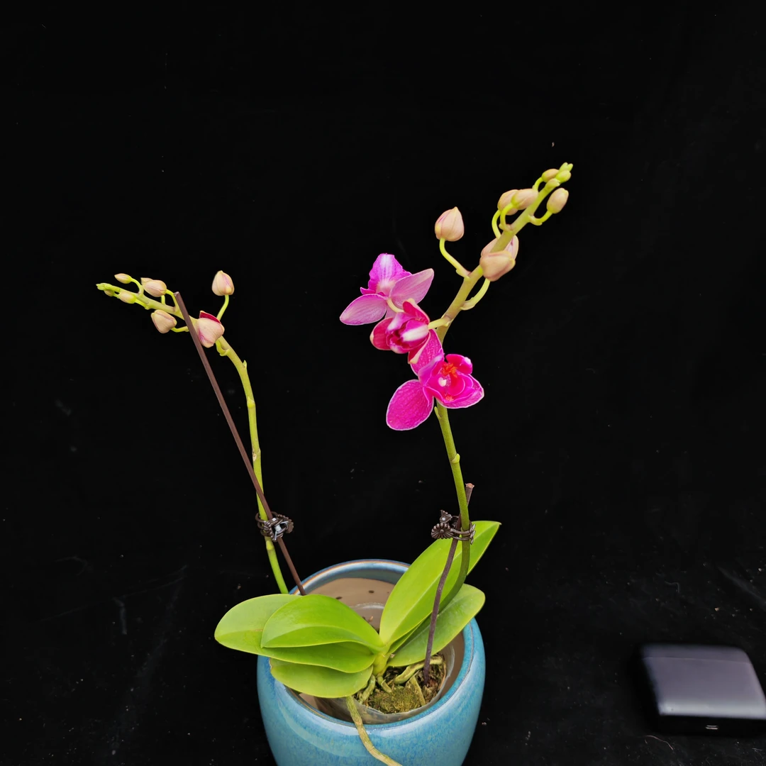 蝴蝶兰【紫葡萄变异】2.8寸杯带花带花苞双剑