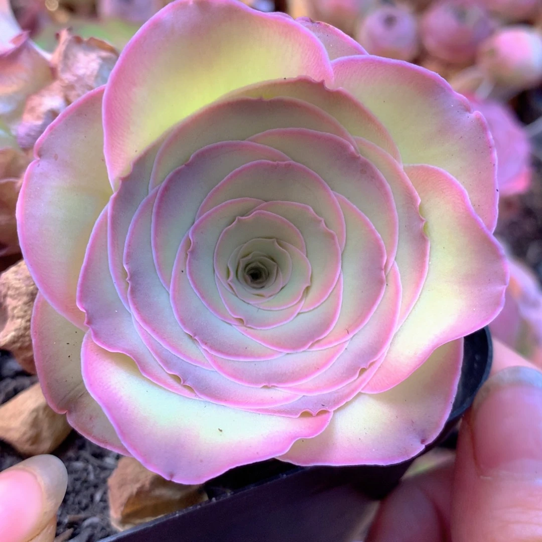花**轩一物一拍挚爱系列027