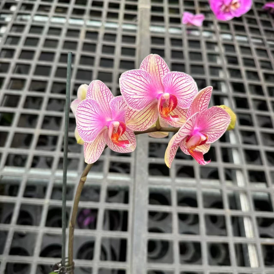 蝴蝶兰[水晶]鲜花昆明直发