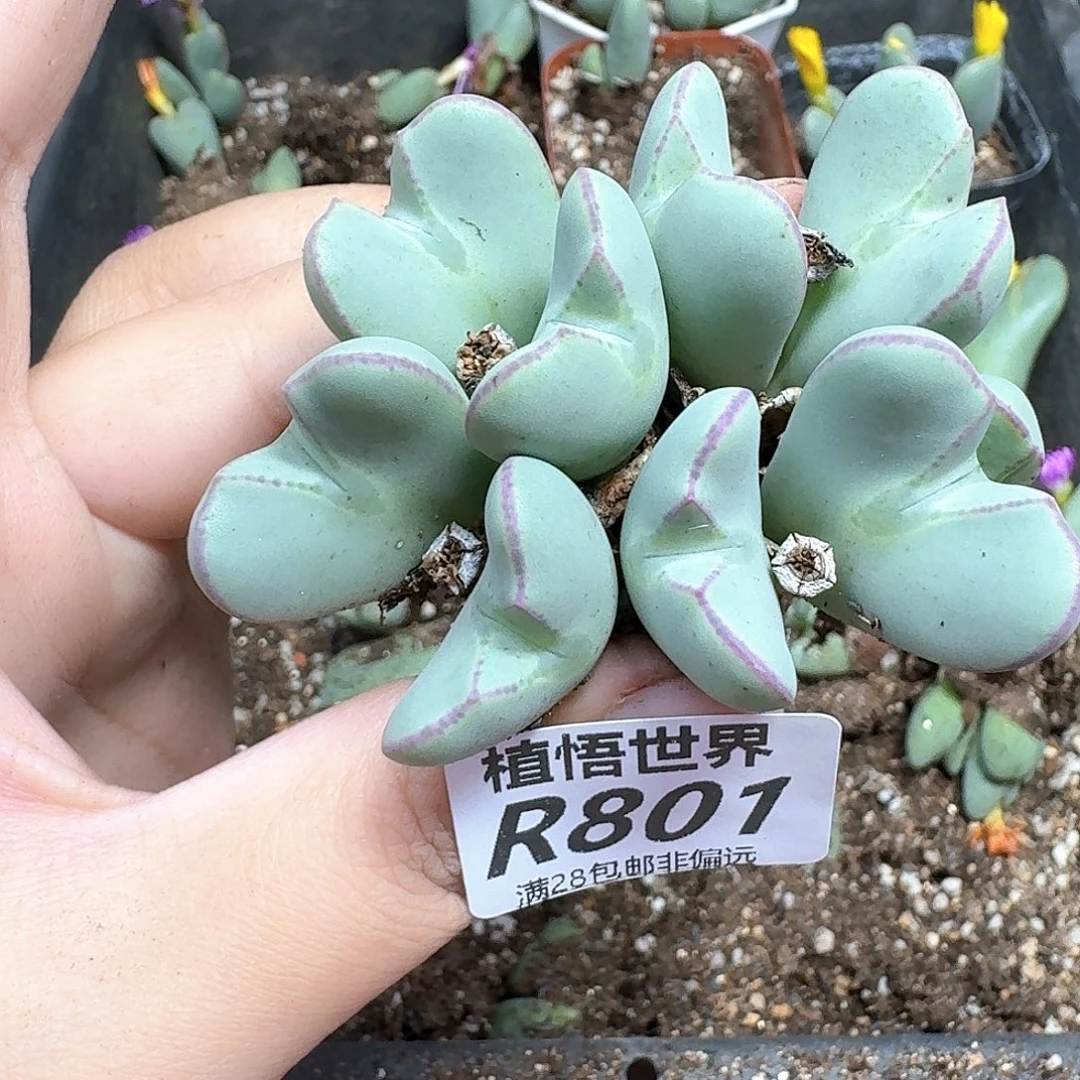 多肉植物的润泽和地方