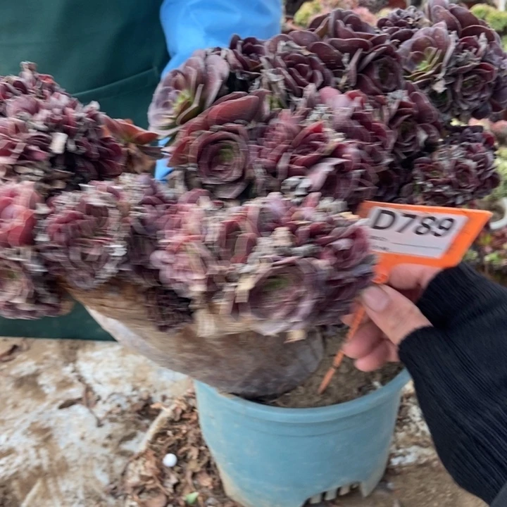 情***缘D798欧紫缀化老庄老庄