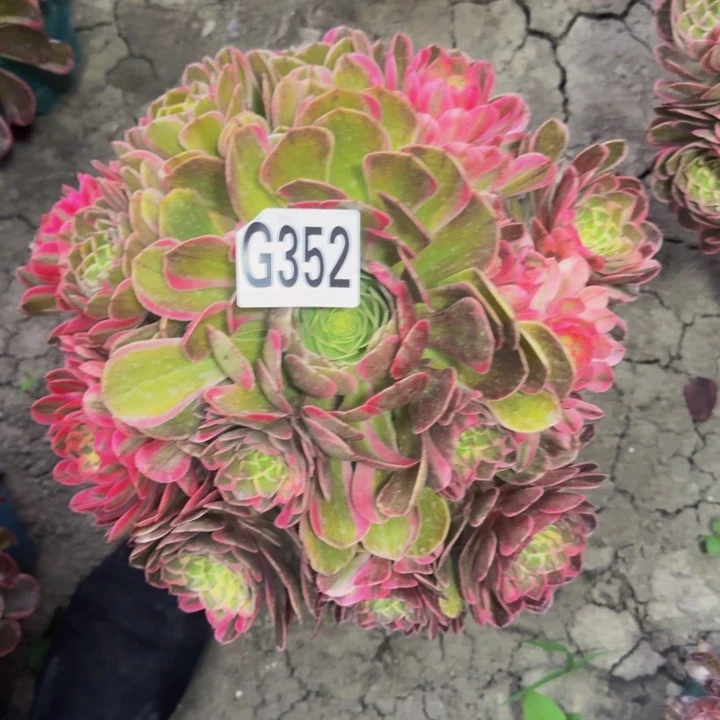 海燕花27-40包邮花花