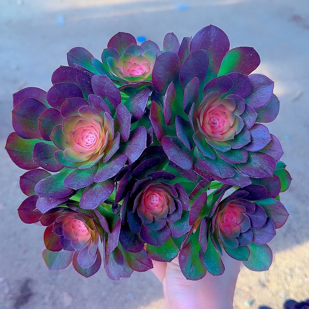 倾城法师 多肉植物 皮实好养  脱土发