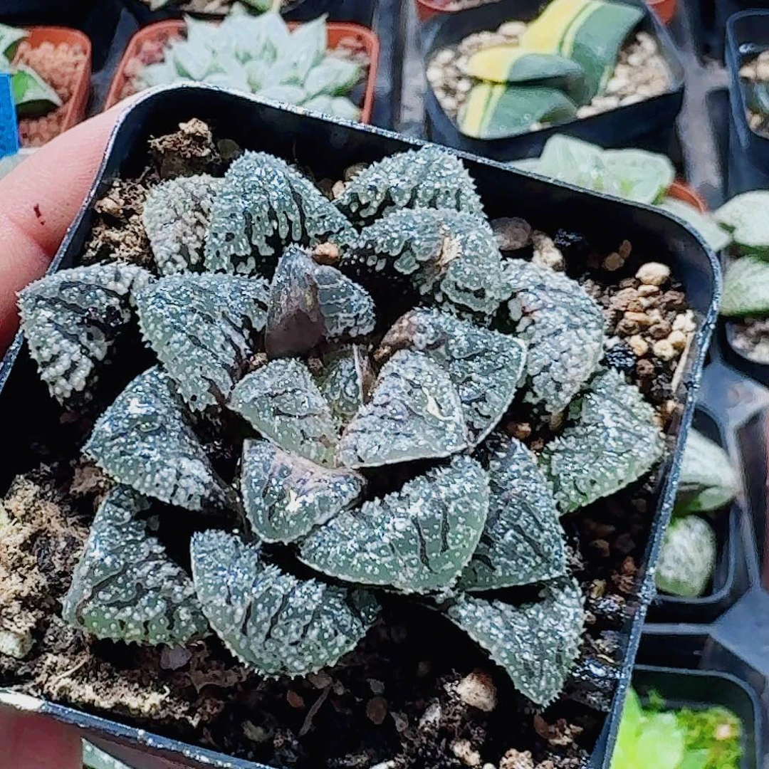 无花朵十二卷 蓝钻 开播福利