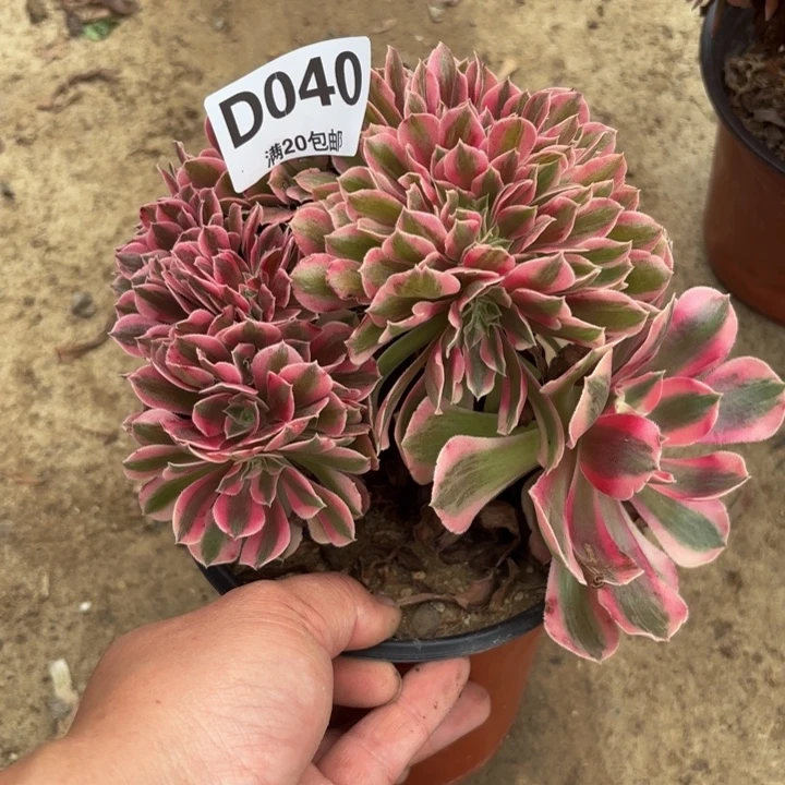 瑞妈多肉植物040女巫缀
