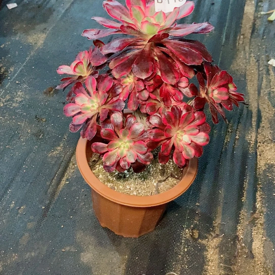 丽娜118多肉111111