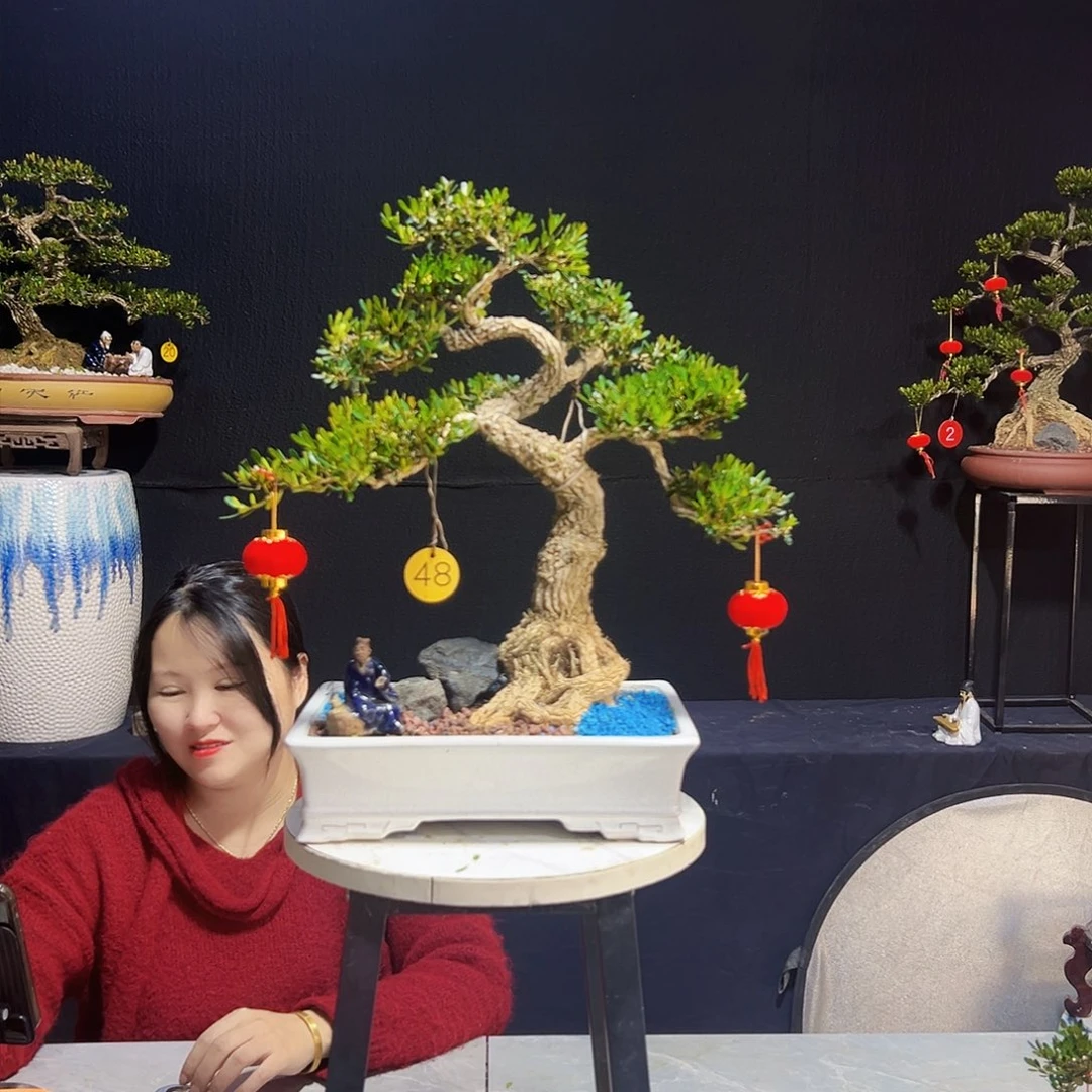 广东黄杨木盆景小*广东皱皮黄杨木