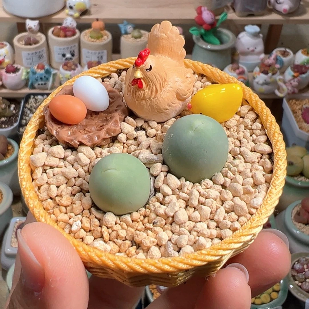 多肉植物75号鸽子蛋套餐