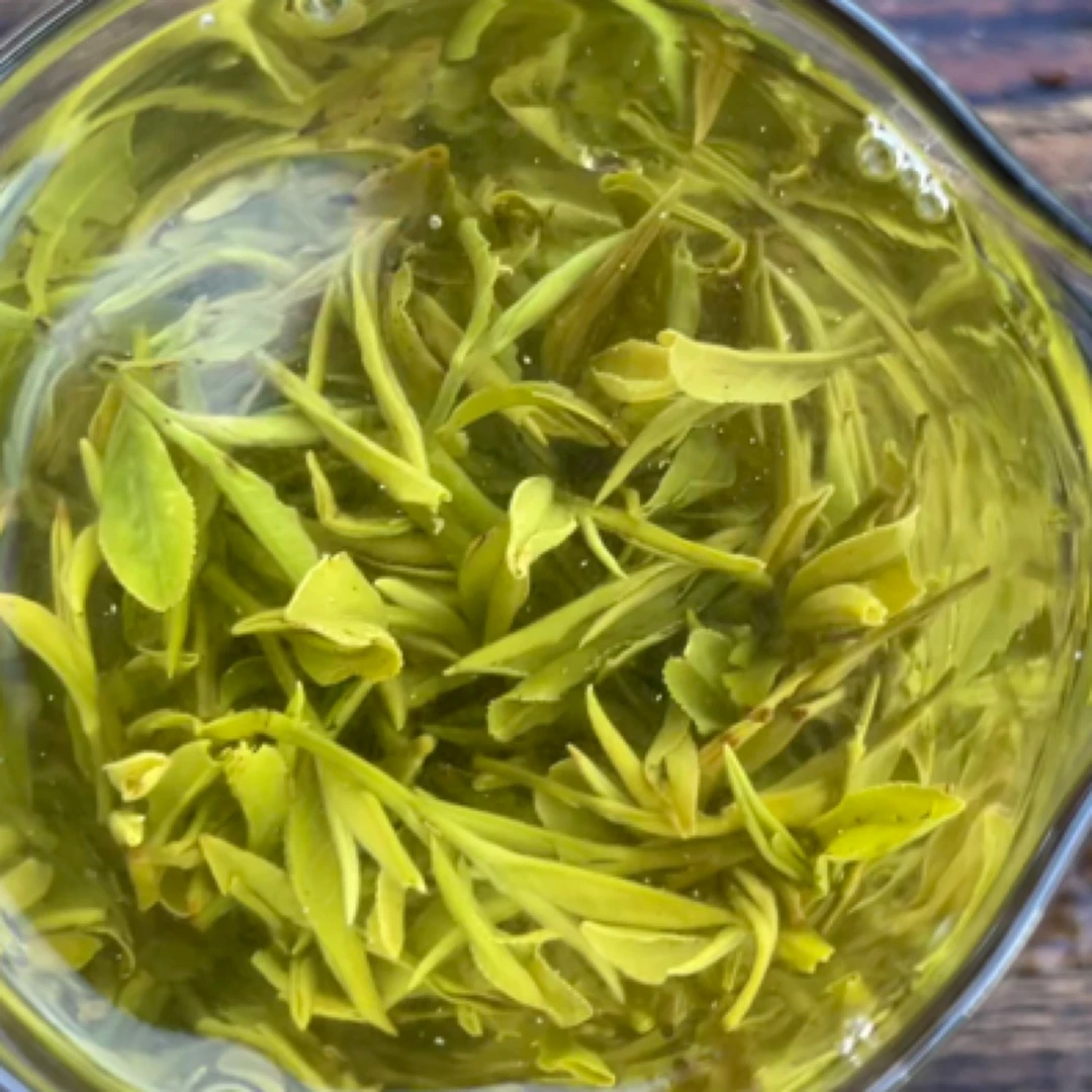 寨灵通货栗香带花园4月19日天气晴全芽叶群体种河南信阳毛尖