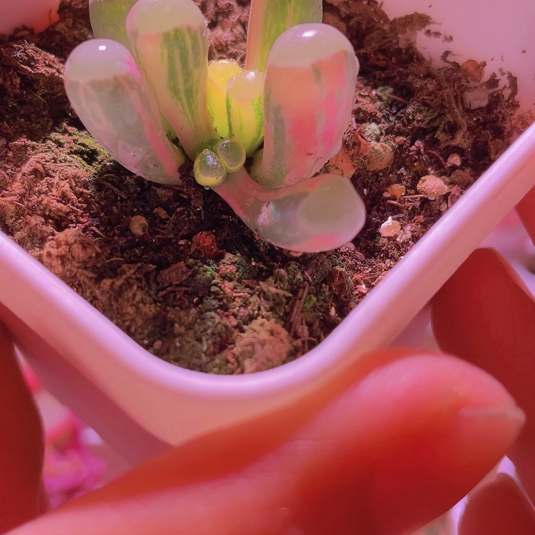 五十玲玉锦精品锦