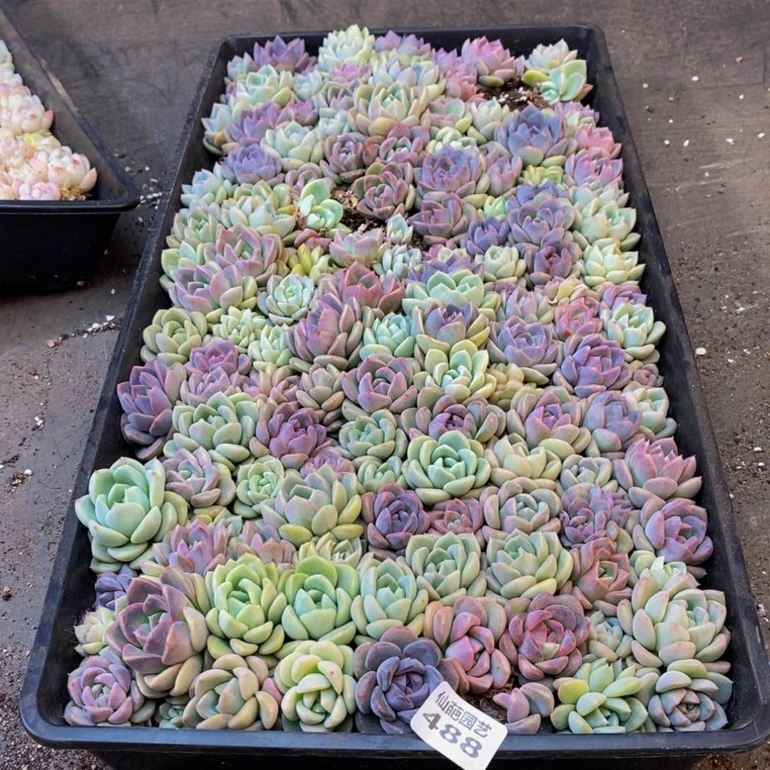 肉**肉488多肉植物保护研究所所长助理研究员