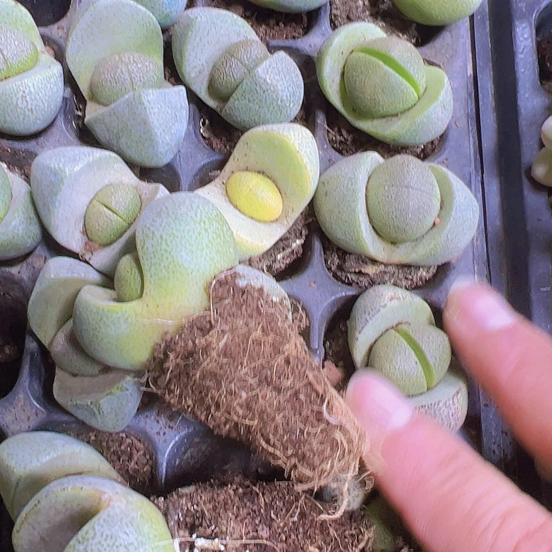 元宝3个19包邮多肉植物