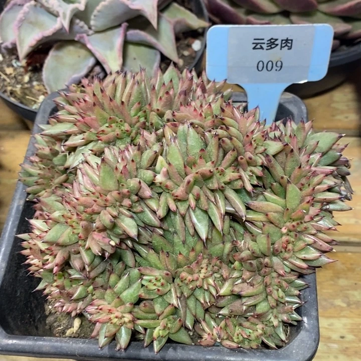 D009- 直播福利 缀化