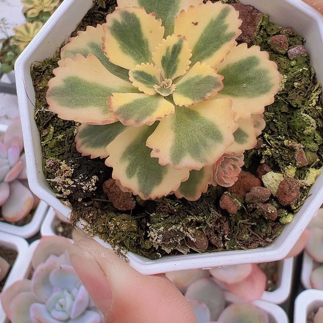 亚特兰蒂斯19包邮
