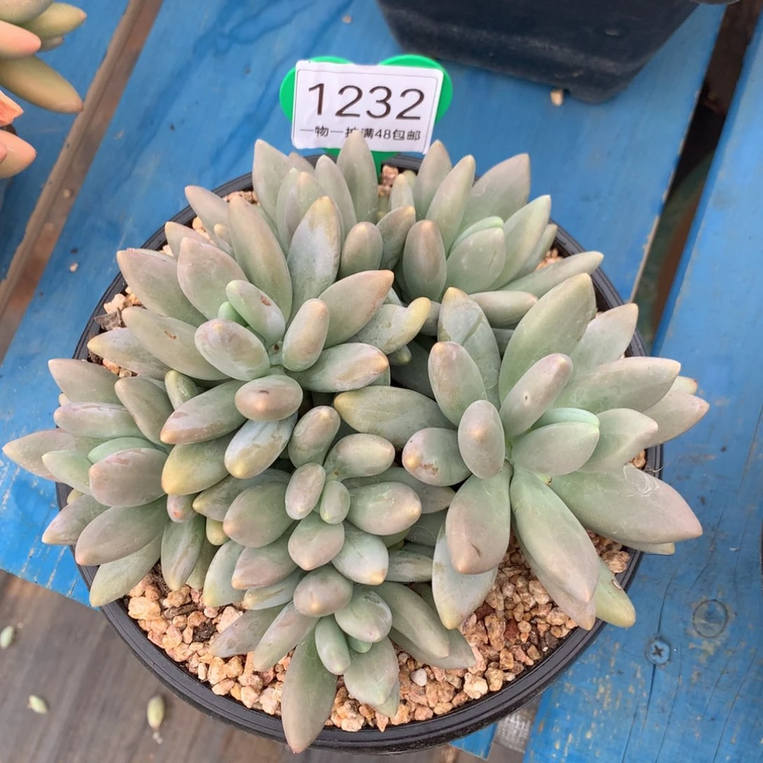 白兰地无砍平头1232