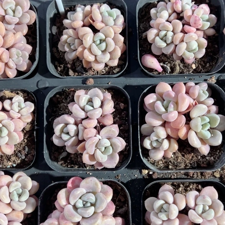 花斑鹿3-4头群一颗量拍多肉满20包邮