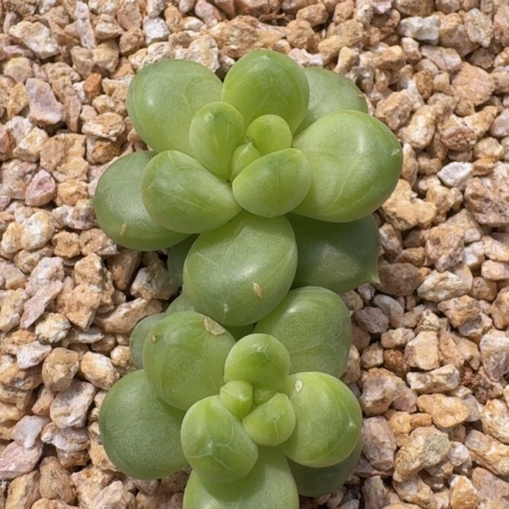 青梨186多肉植物