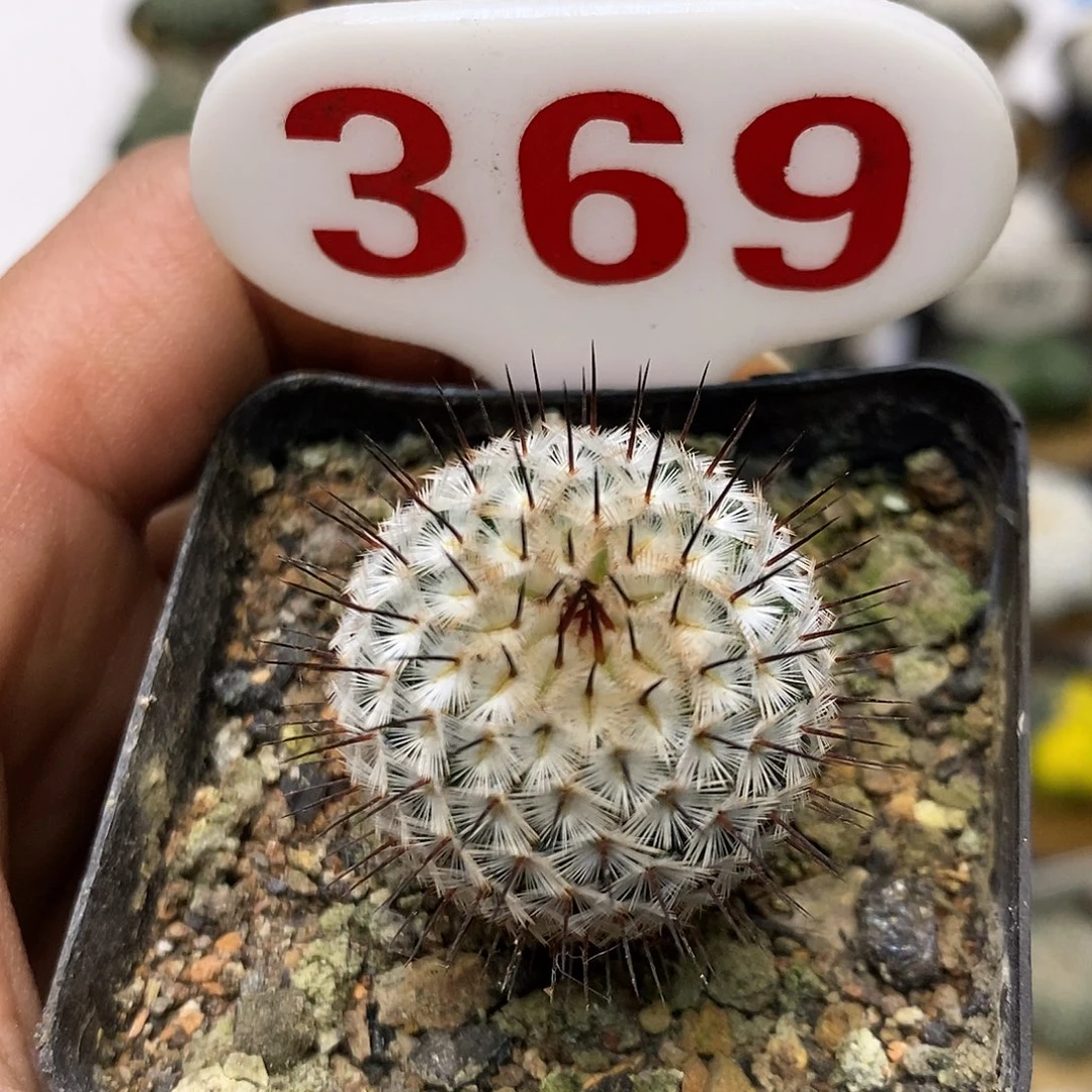 369直刺福利特价来了哦羞