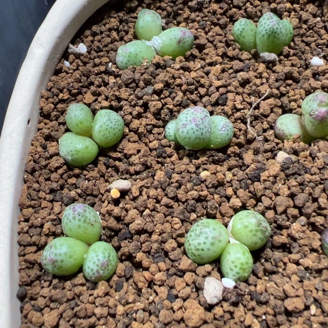 量拍3头草莓斑马一颗