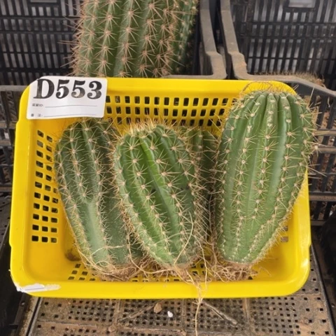 瑕疵毛花柱d 553