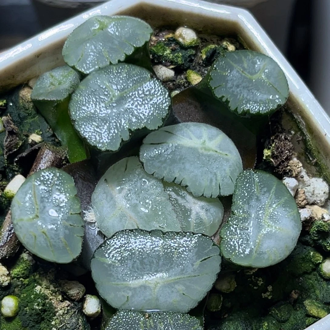 恭喜发财大吉大利0062马萨林