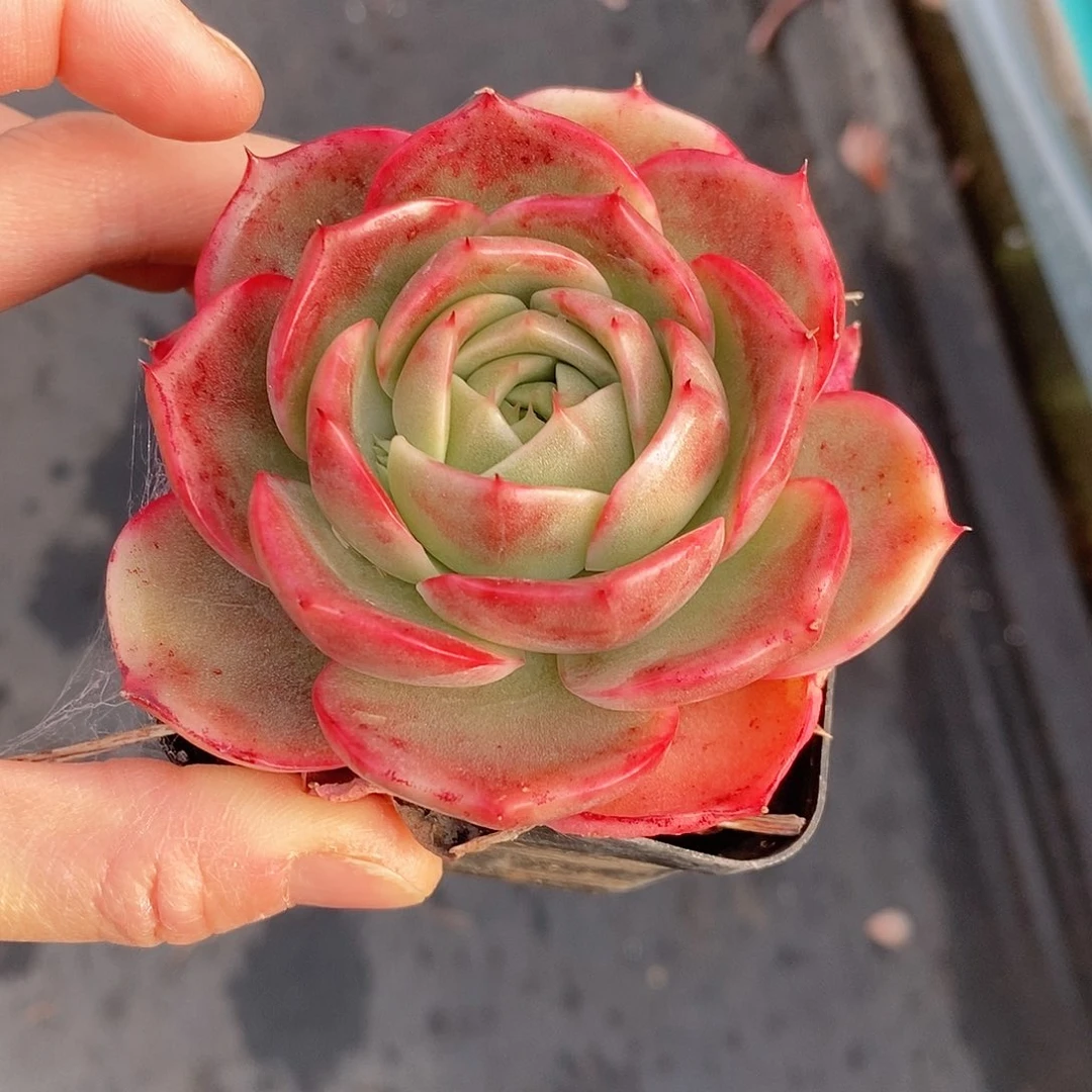 264多肉植物老桩