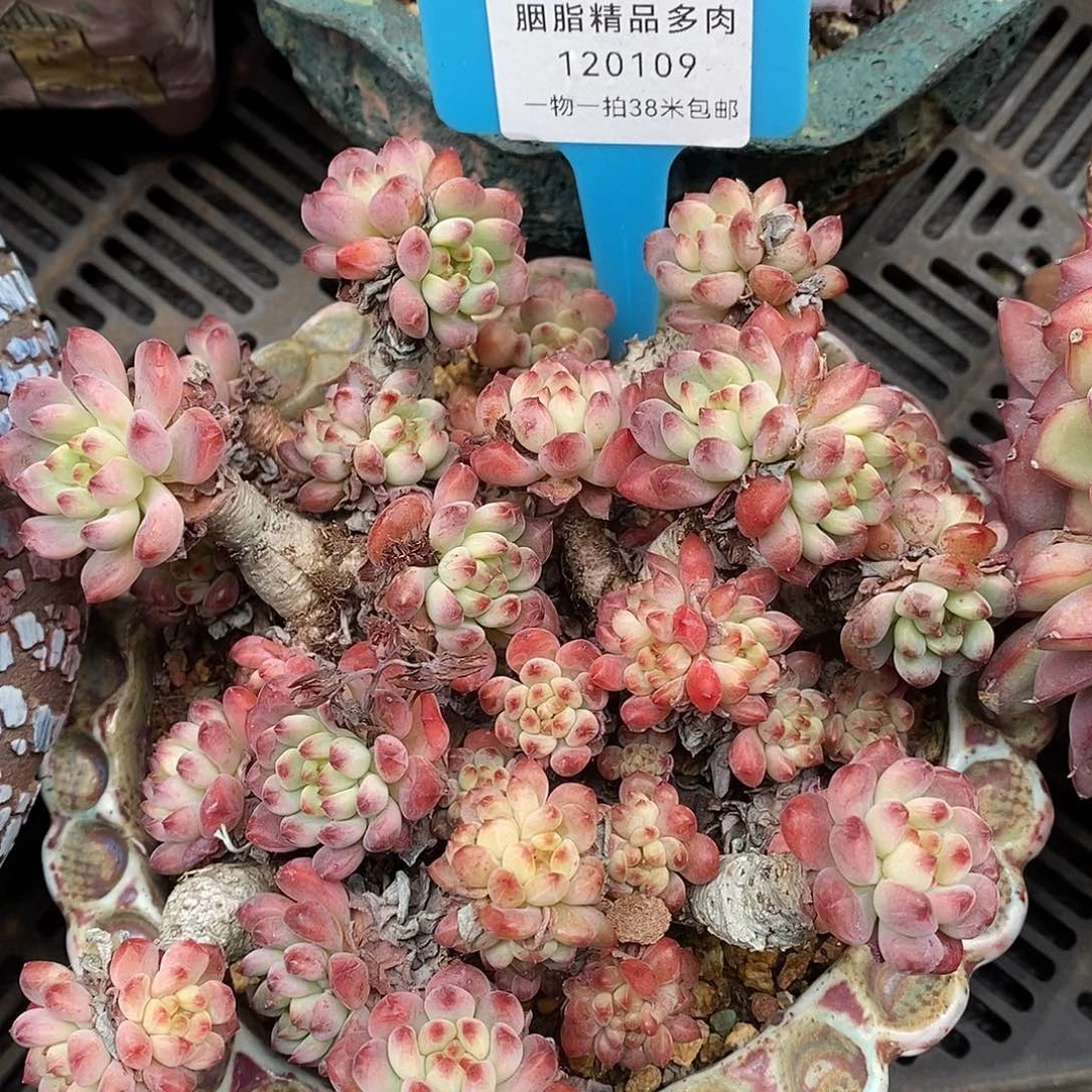 109小雨图v哦哦哦小雨