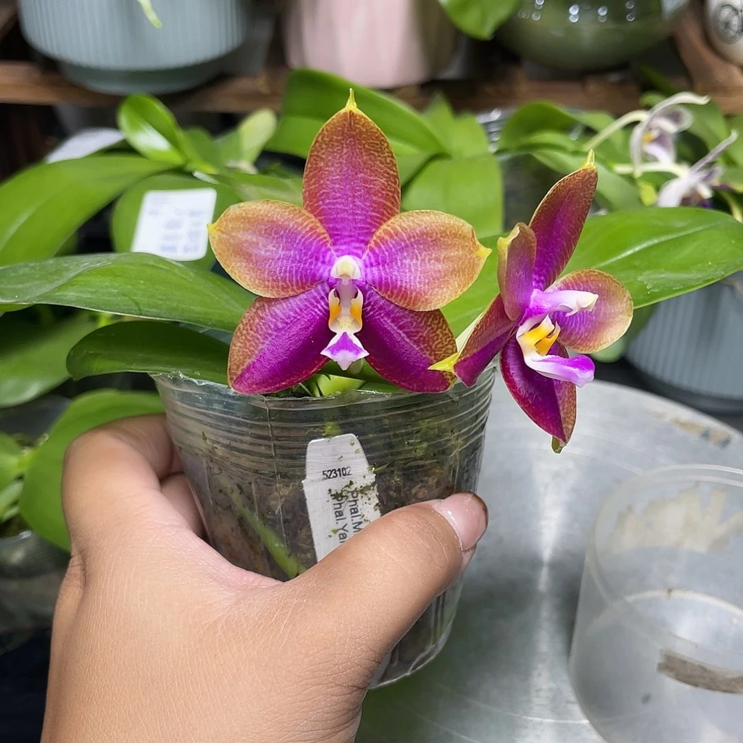 完全开放漏漏漏111111