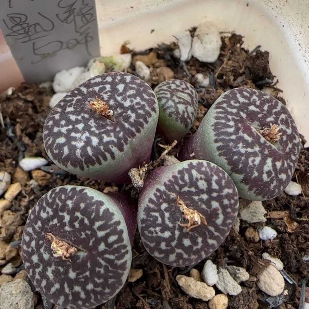 1.20 上播福利 墨小锥 6008