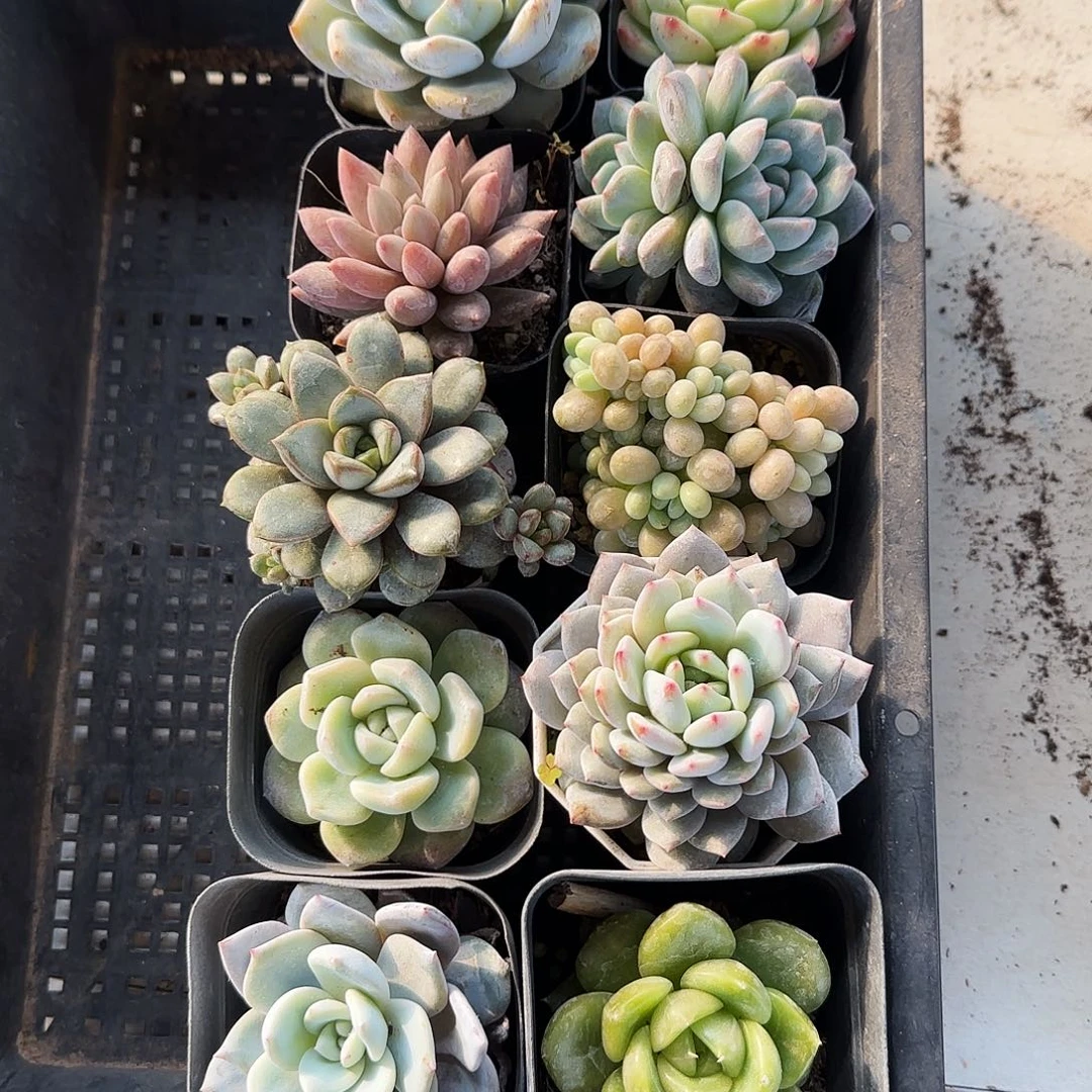 多肉植物带盆发货10