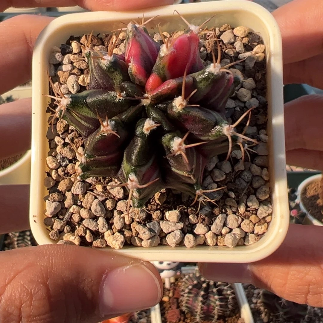 849 好看的米哈冲冲冲