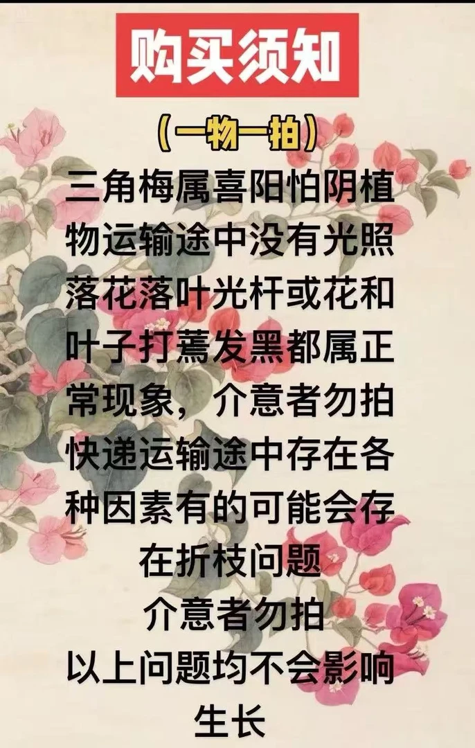 《一物一拍》原盆原土途中存在落花落叶轻微折枝甚至光杆介意者勿拍