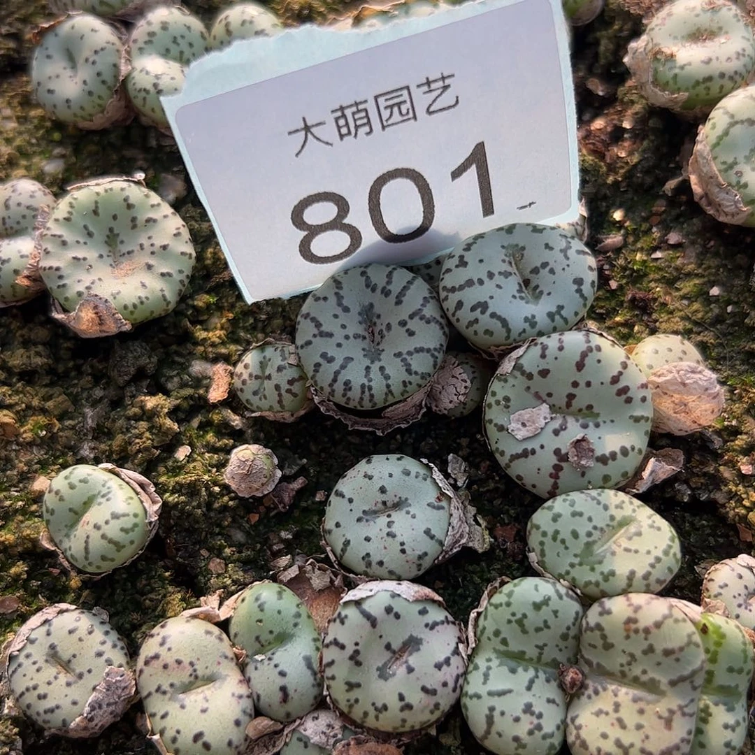 0000801量拍TS蓝白底大型奶牛安贞3颗