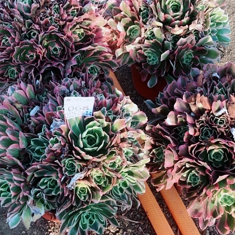 3.14-68雨花石多肉植物量