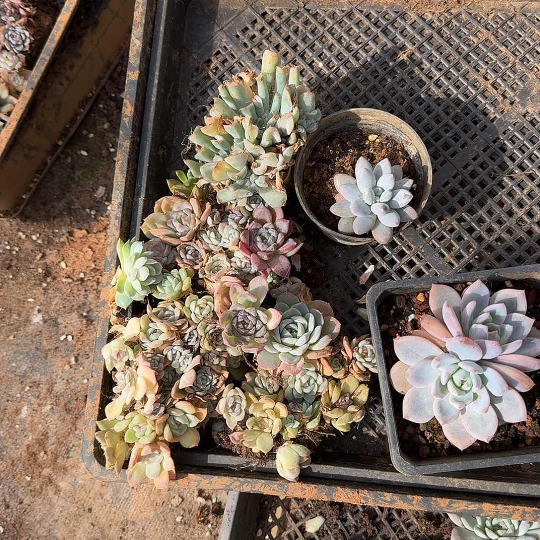 多肉组合播福利一份量拍1-71