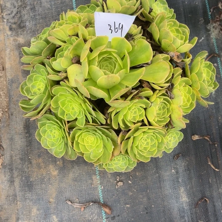 369雨荷多肉植物法师