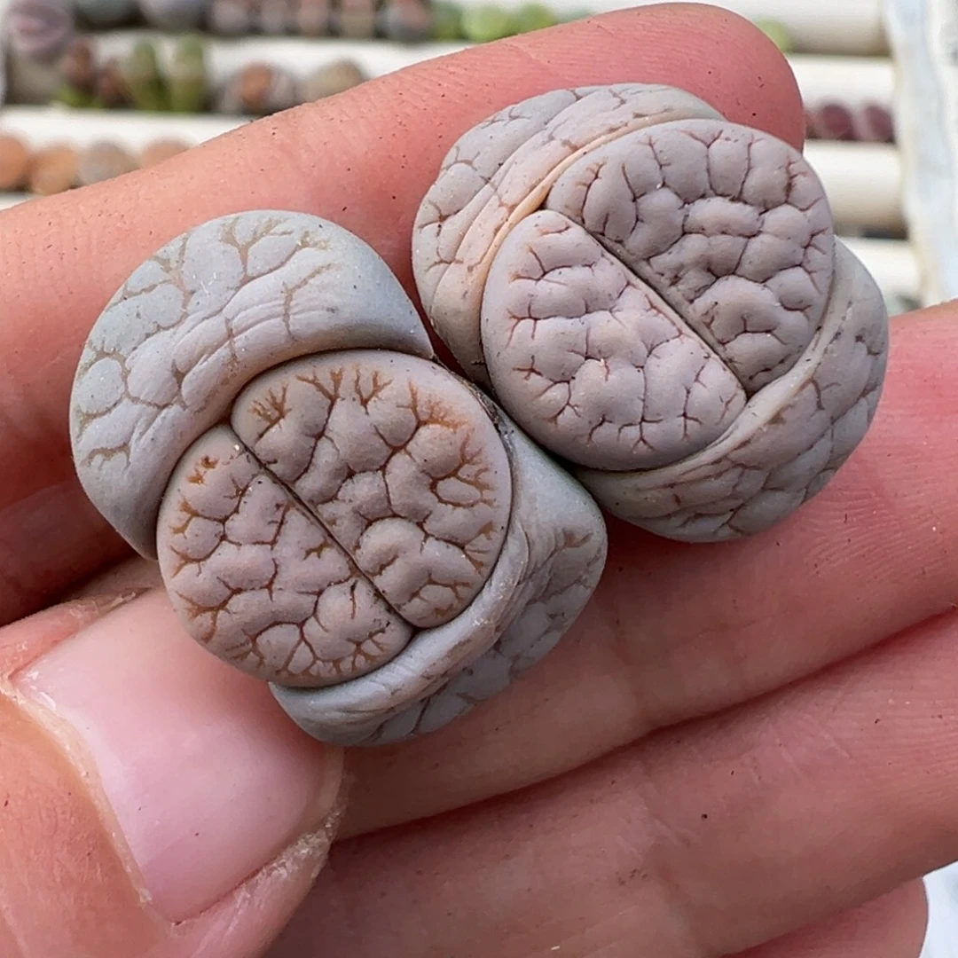 1.4好看的多肉脱土发货201