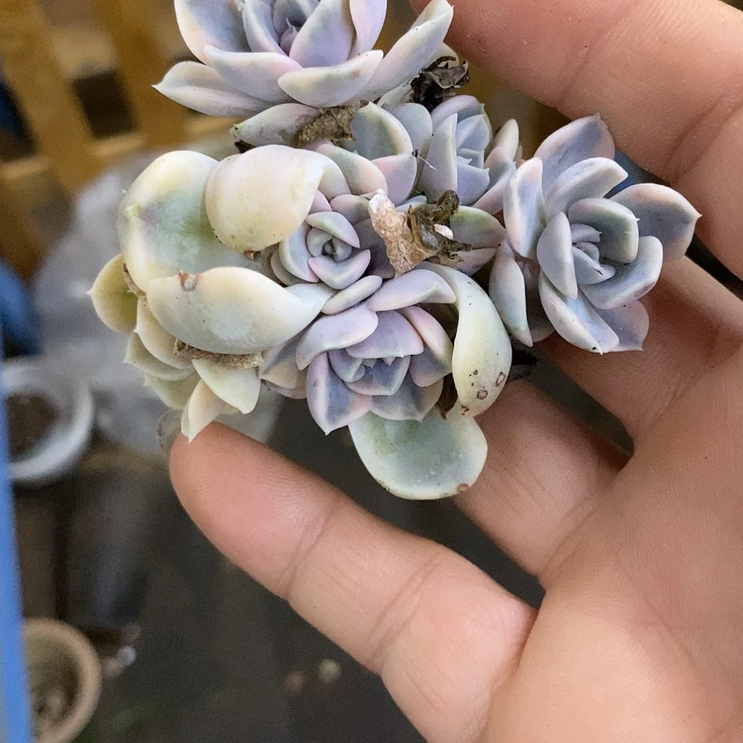 592汉堡锦底座8个多肉植物