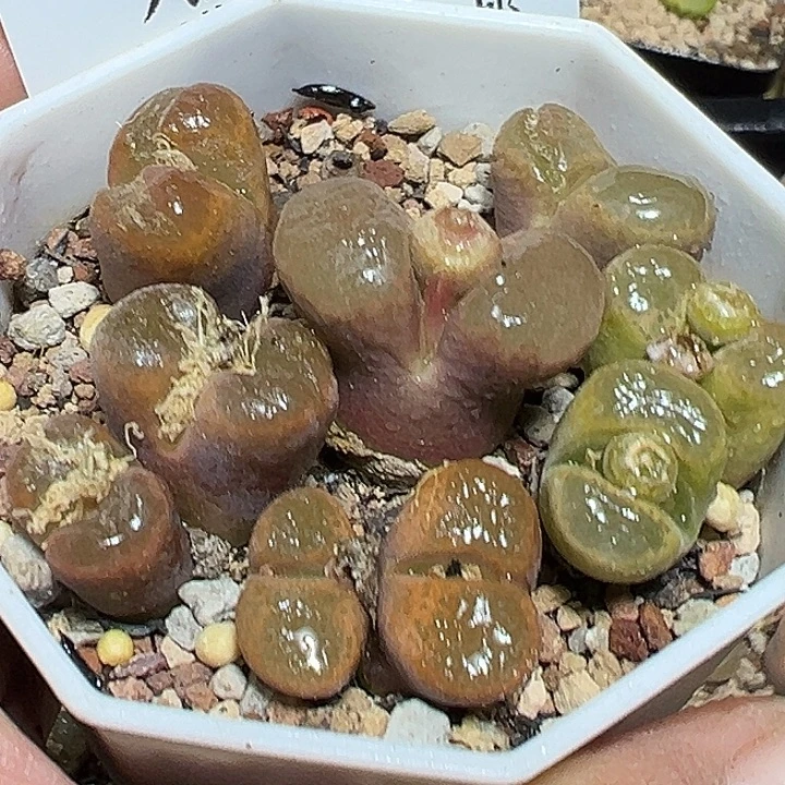 151号有伤特价风铃一盆