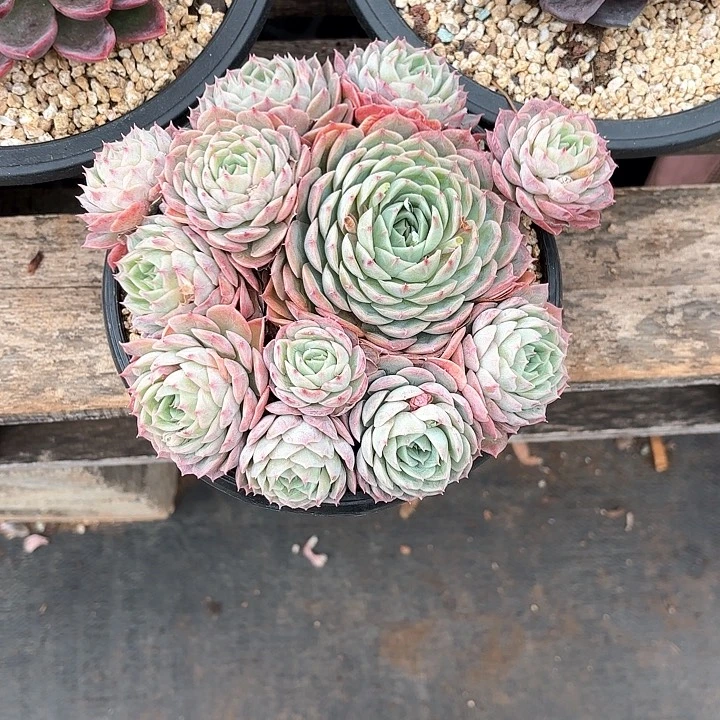 多肉植物，昂斯若