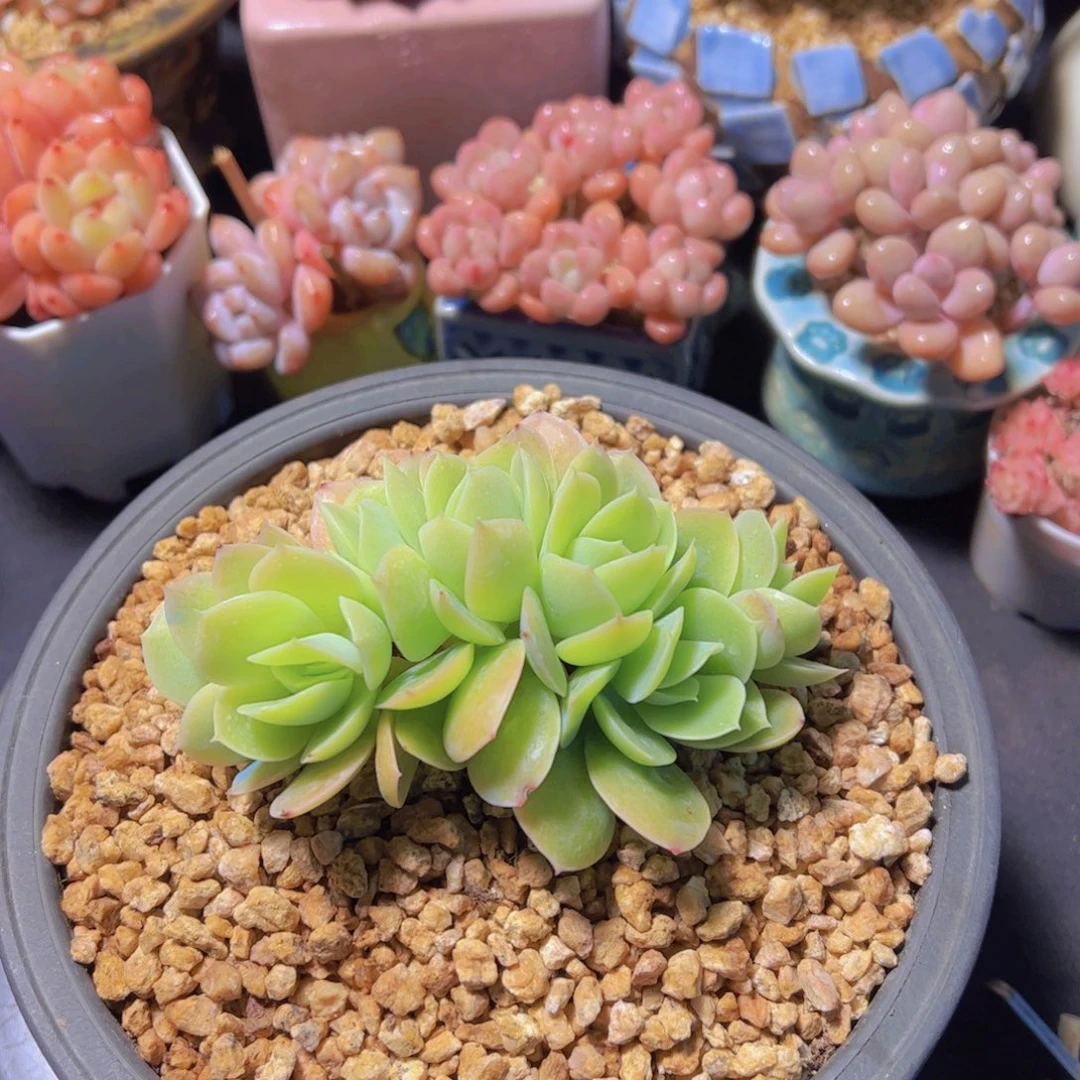 麻**将星娜塔，多肉植物，